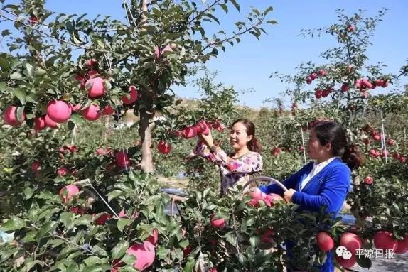 甘肅靈臺(tái)縣：蘋果紅了，果農(nóng)的錢袋子鼓了